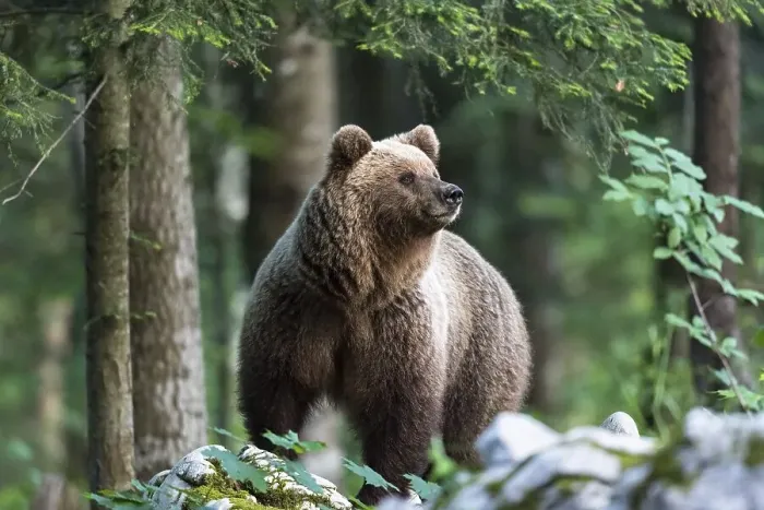 Framed Print : European brown bear (Ursus arctos arctos) in forest Framed Print : European brown bear (Ursus arctos arctos) in forest