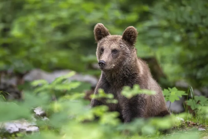 Framed Print : European brown bear (Ursus arctos arctos) in the forest