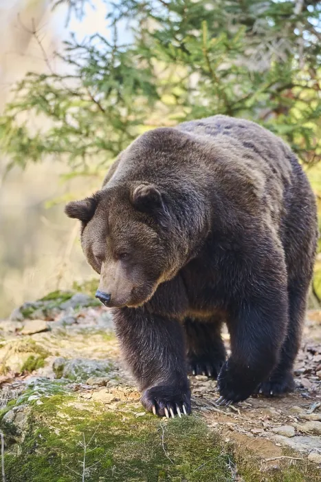 Framed Print : European brown bear (Ursus arctos arctos) in a forest