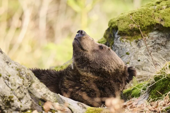 Framed Print : European brown bear (Ursus arctos arctos) in a forest