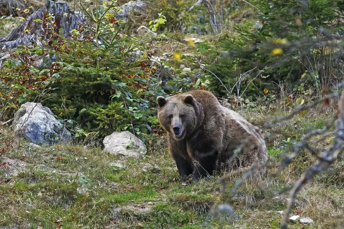 Framed Print : European brown bear (Ursus arctos) in autumn coloured forest Framed Print : European brown bear (Ursus arctos) in autumn coloured forest