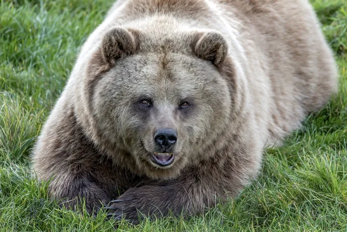 Framed Print : European brown bear (Ursus arctos) resting relaxed in a meadow with its mouth open