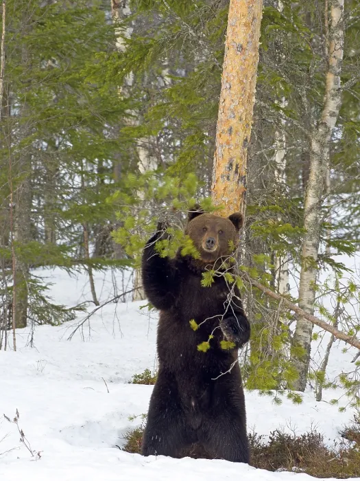 Framed Print : European brown bear (Ursus arctos) rubbing against a tree in a snowy forest Framed Print : European brown bear (Ursus arctos) rubbing against a tree in a snowy forest