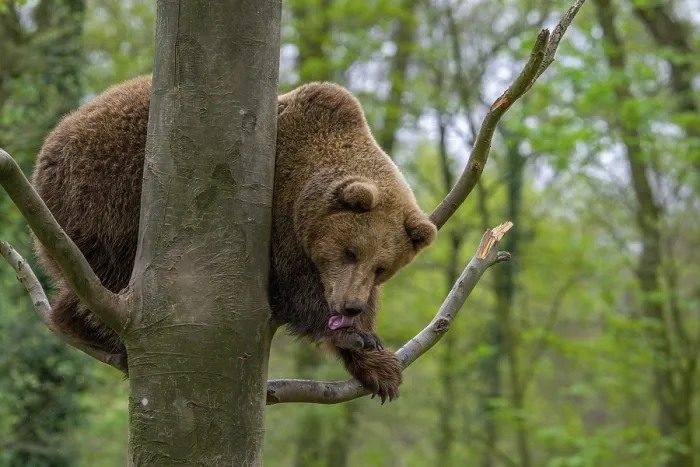 Framed Print : European brown bear (Ursus arctos) in tree licking front paw in forest Framed Print : European brown bear (Ursus arctos) in tree licking front paw in forest