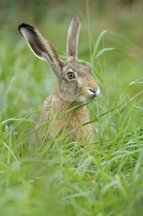 Framed Print : European brown hare, Dingdener Heide nature reserve Framed Print : European brown hare, Dingdener Heide nature reserve