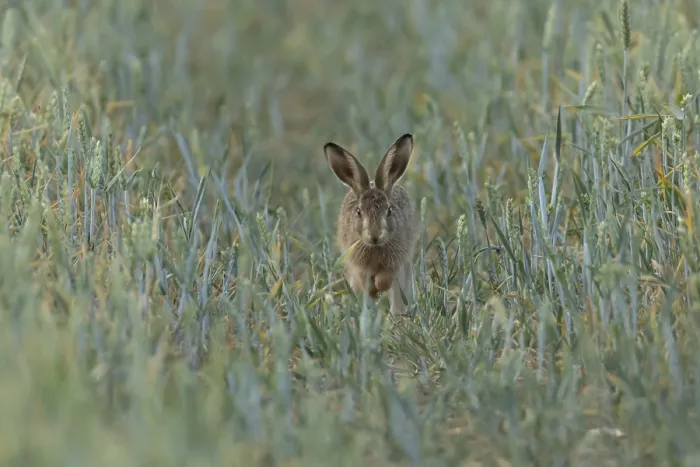Framed Print : European brown hare (Lepus europaeus) juvenile baby leveret animal running in a farmland wheat field in summer