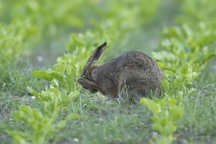 Framed Print : European brown hare (Lepus europaeus) adult animal washing its face in a sugar beet crop farmland field in summer