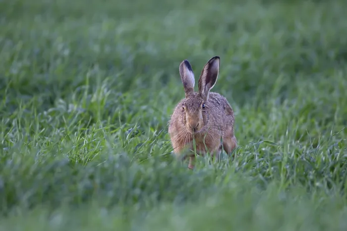 Framed Print : European brown hare (Lepus europaeus) adult animal feeding in a farmland cereal field in summer
