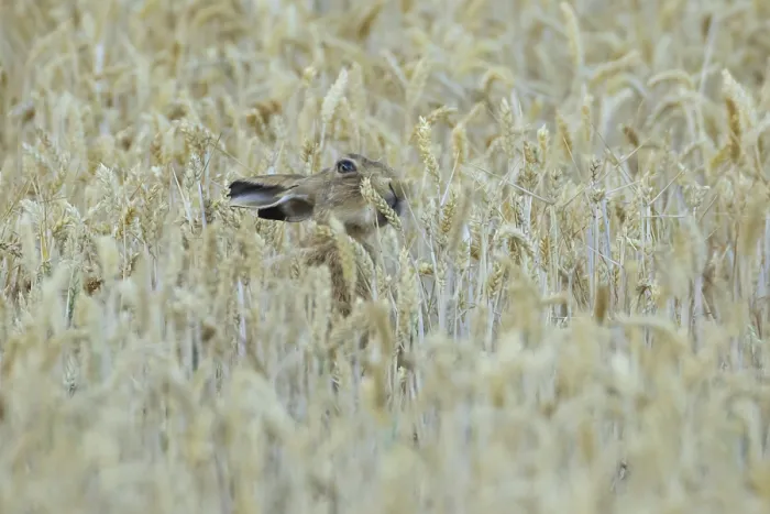 Framed Print : European brown hare (Lepus europaeus) adult animal feeding on a wheat sheath in a farmland field in summer Framed Print : European brown hare (Lepus europaeus) adult animal feeding on a wheat sheath in a farmland field in summer