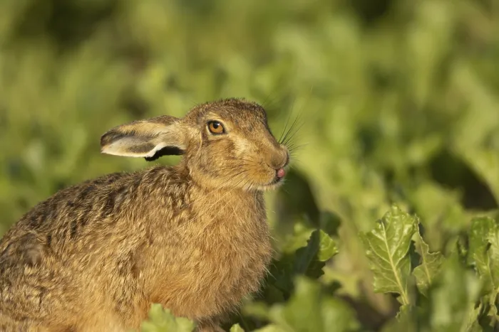 Framed Print : European brown hare (Lepus europaeus) adult animal sticking its tongue out in a farmland sugar beet field