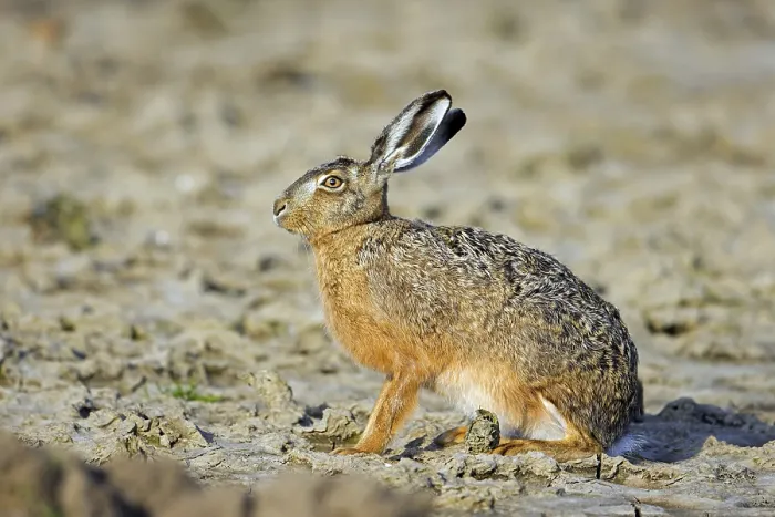 Framed Print : European brown hare (Lepus europaeus) sitting in field