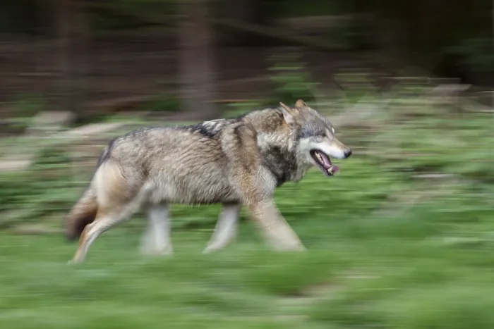 Framed Print : European (Canis lupus), wolf running
