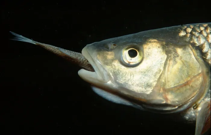 Framed Print : European chub (Leuciscus cephalus) Framed Print : European chub (Leuciscus cephalus)
