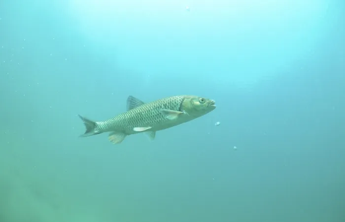Framed Print : European chub (Leuciscus cephalus) Framed Print : European chub (Leuciscus cephalus)
