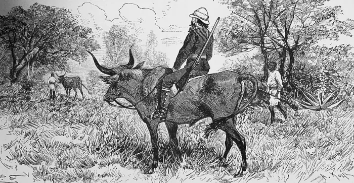 Framed Print : European colonial lord on a hunt riding an ox in the tree savannah, rifle over shoulder, Native colonialism, Travelling, Senegal, historical illustration 1886, Africa
