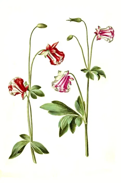 Framed Print : European columbine (Aquilegia vulgaris)