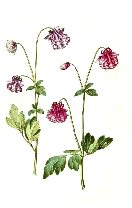 Framed Print : European columbine (Aquilegia vulgaris)