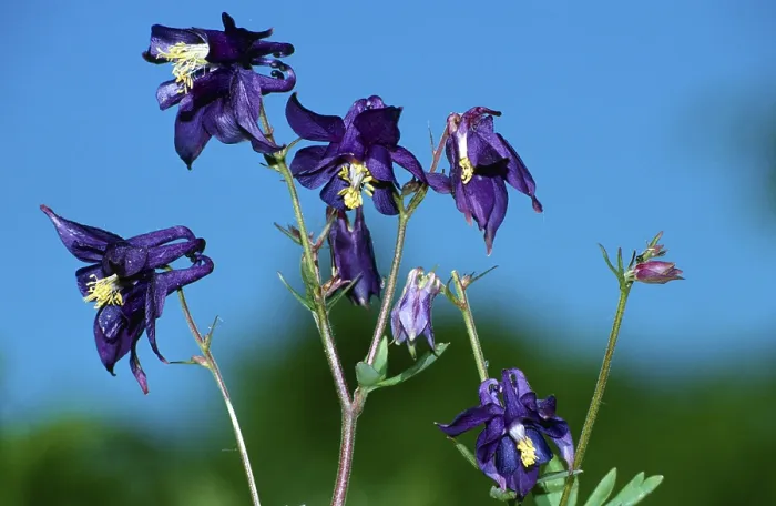 Framed Print : European columbine (aquilegia vulgaris) Framed Print : European columbine (aquilegia vulgaris)