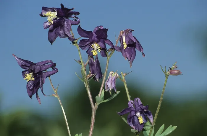 Framed Print : European columbine (aquilegia vulgaris)