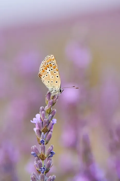 Framed Print : European common blue (Polyommatus icarus) on a true lavender (Lavandula angustifolia) blossom in a field near Valensole