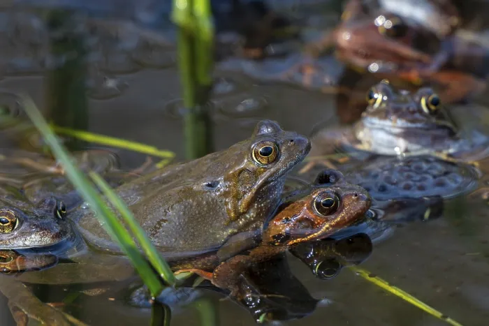 Framed Print : European common brown frogs (Rana temporaria) Framed Print : European common brown frogs (Rana temporaria)
