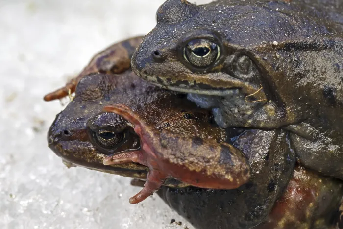 Framed Print : European common brown frogs (Rana temporaria) pair in amplexus migrating to breeding ground in spring in the snow Framed Print : European common brown frogs (Rana temporaria) pair in amplexus migrating to breeding ground in spring in the snow