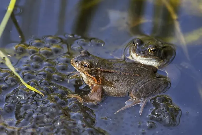 Framed Print : European common frog (Rana temporaria) Framed Print : European common frog (Rana temporaria)