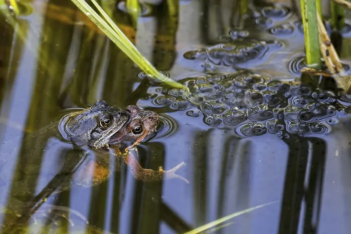 Framed Print : European common frog (Rana temporaria)