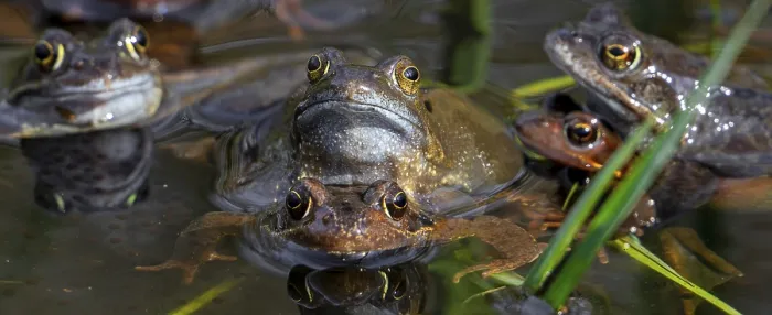Framed Print : European common frogs, brown frogs and grass frog pairs (Rana temporaria) in amplexus gathering in pond during spawning Framed Print : European common frogs, brown frogs and grass frog pairs (Rana temporaria) in amplexus gathering in pond during spawning