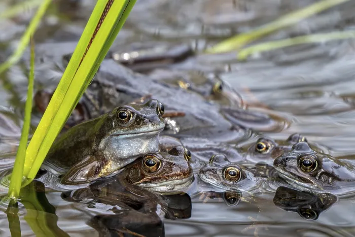 Framed Print : European common frogs, brown frogs and amplexed grass frog pair (Rana temporaria) gathering in pond during the spawning Framed Print : European common frogs, brown frogs and amplexed grass frog pair (Rana temporaria) gathering in pond during the spawning