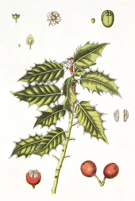 Framed Print : European or common holly (Ilex aquifolium)