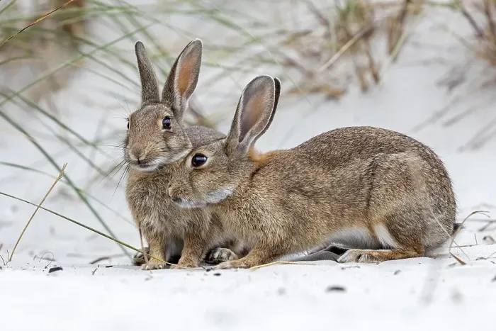 Framed Print : European or common rabbits (Oryctolagus cuniculus) on Baltic Sea dunes
