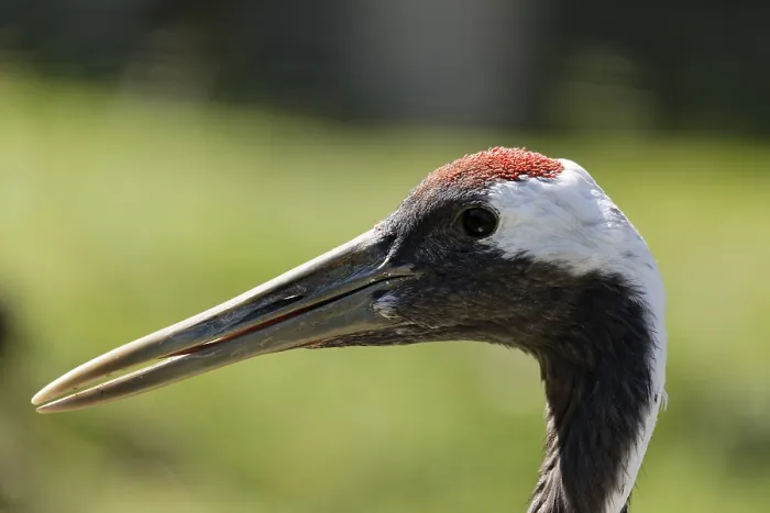 Framed Print : European Crane (Grus grus), portrait Framed Print : European Crane (Grus grus), portrait