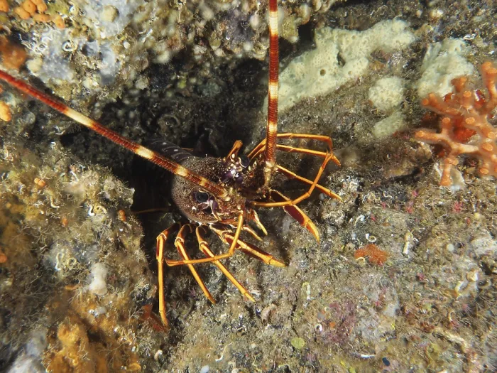 Framed Print : European crawfish (Palinurus elephas) in the Mediterranean near Hyeres Framed Print : European crawfish (Palinurus elephas) in the Mediterranean near Hyeres