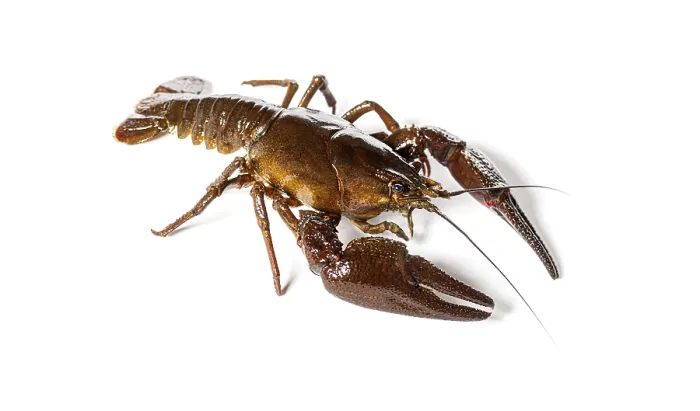 Framed Print : European crayfish or Broad-fingered crayfish