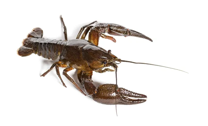 Framed Print : European crayfish or Broad-fingered crayfish