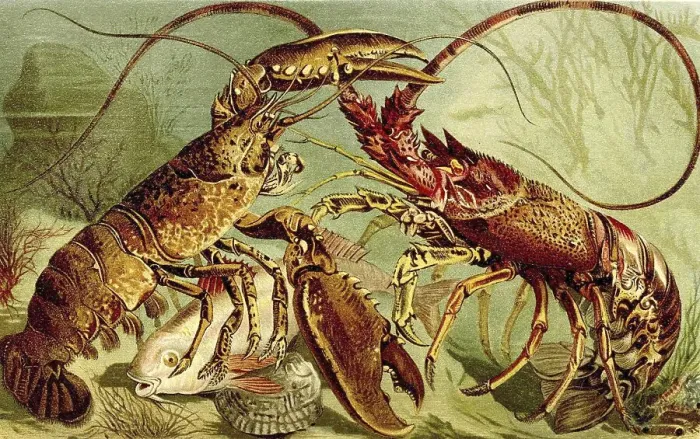 Framed Print : European crayfish (Homarus) gammarus and Caribbean crayfish (Panulirus argus) Framed Print : European crayfish (Homarus) gammarus and Caribbean crayfish (Panulirus argus)