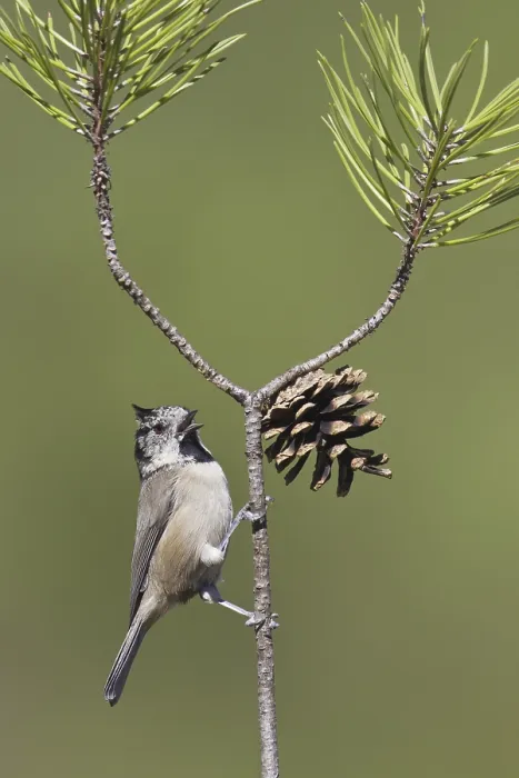 Framed Print : European Crested Tit (Lophophanes cristatus) singing