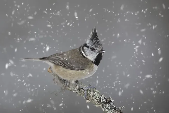 Framed Print : European crested tit (Parus cristatus) perched in tree during snowfall in winter