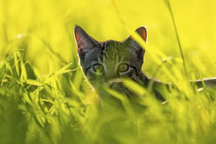 Framed Print : European domestic cat, in high grass with back light Framed Print : European domestic cat, in high grass with back light