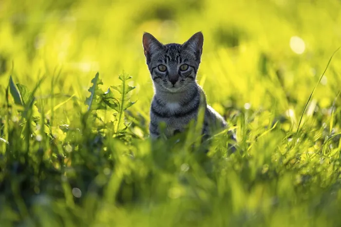 Framed Print : European domestic cat, in high grass with back light