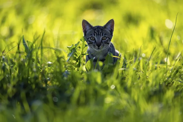 Framed Print : European domestic cat, in high grass with back light