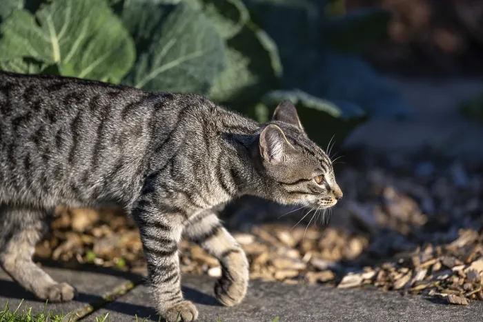 Framed Print : European domestic cat on the move in the vegetable garden in the sunlight Framed Print : European domestic cat on the move in the vegetable garden in the sunlight