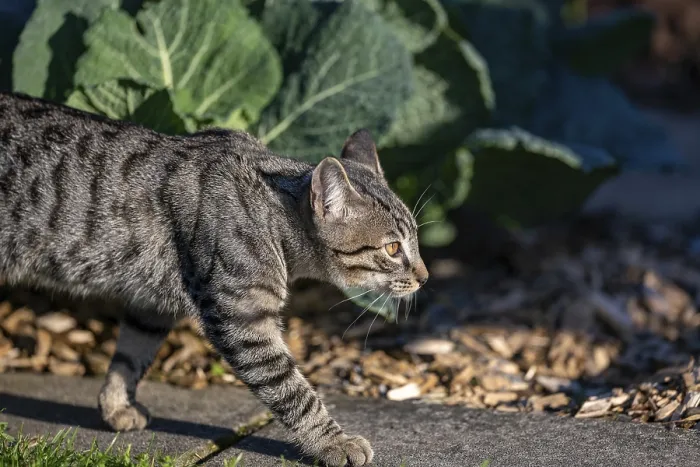Framed Print : European domestic cat on the move in the vegetable garden in the sunlight Framed Print : European domestic cat on the move in the vegetable garden in the sunlight