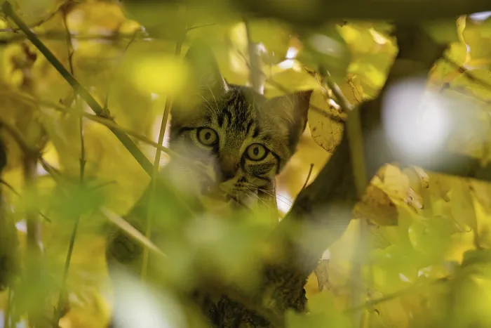 Framed Print : European domestic cat, in tree Framed Print : European domestic cat, in tree