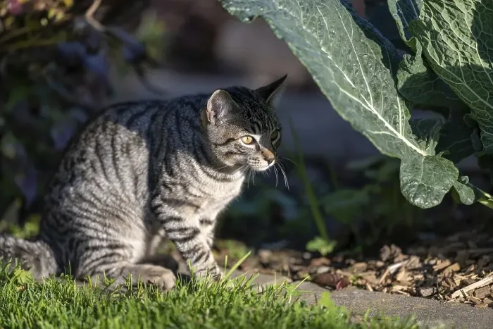 Framed Print : European domestic cat in a vegetable garden in sunlight
