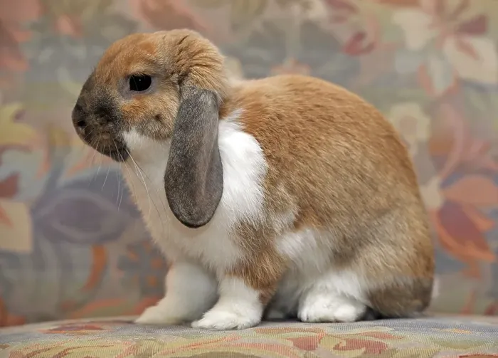 Framed Print : European Dwarf Rabbit (Oryctolagus cuniculus)