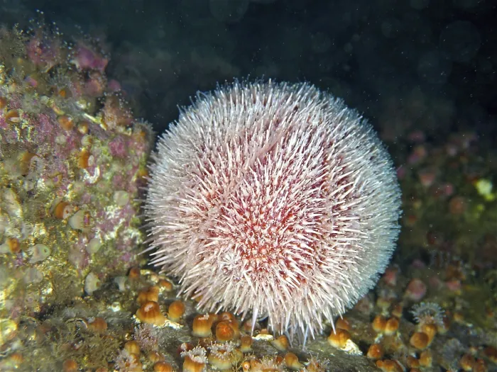 Framed Print : European edible sea urchin (Echinus esculentus) Framed Print : European edible sea urchin (Echinus esculentus)
