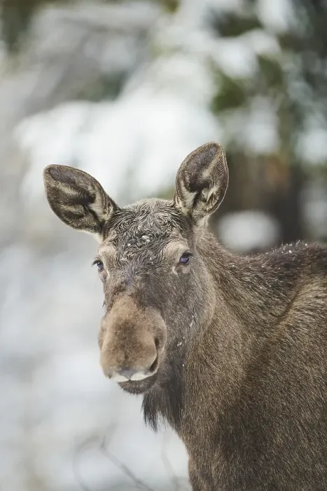 Framed Print : European elk (Alces alces) in portrait in winter Framed Print : European elk (Alces alces) in portrait in winter