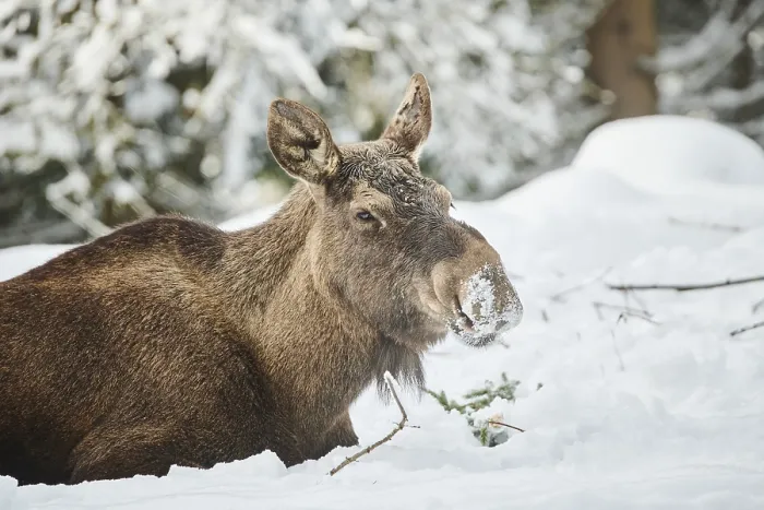 Framed Print : European elk (Alces alces) in portrait in winter